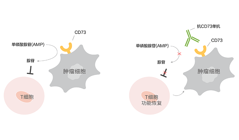 AG真人官方(中国)官方网站IOS/安卓通用版/手机app下载